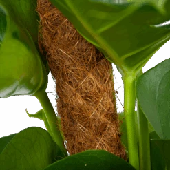 Monstera Deliciosa Op Mosstok - Gatenplant - P19 H80 - Kamerplant 8 Monstera Deliciosa Op Mosstok - Gatenplant - P19 H80 - Kamerplant -Gardena Winkel monstera deliciosa op mosstok gatenplant p19 h80 6