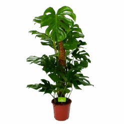 Monstera Deliciosa Op Mosstok - Gatenplant - P24 H120 - Kamerplant