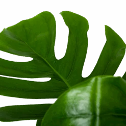 Monstera Deliciosa Op Mosstok - Gatenplant - P24 H120 - Kamerplant -Gardena Winkel monstera deliciosa op mosstok gatenplant p24 h120 6