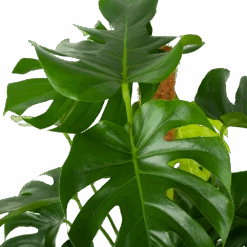 Monstera Deliciosa Op Mosstok - Gatenplant - P27 H120 - Kamerplant -Gardena Winkel monstera deliciosa op mosstok gatenplant p27 h120 6 3