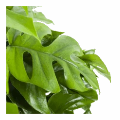 Monstera Minima - Gatenplant - In Hangpot - P27 H30 - Kamerplant -Gardena Winkel monstera minima gatenplant in hangpot p27 h30 6