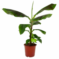 Musa Dwarf Cavendish - Bananenplant - P21 H90 - Kamerplant