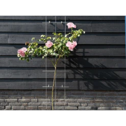 Nature - Metalen Klimrek Geplastificeerd Groen H145x42,5cm 6 Nature - Metalen Klimrek Geplastificeerd Groen H145x42,5cm -Gardena Winkel nature metalen klimrek geplastificeerd groen h145x42 5cm 3 2