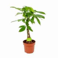 Pachira Aquatica - Geldboom - P17 H60 - Kamerplant