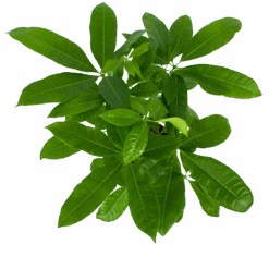 Pachira Aquatica - Geldboom - P17 H60 - Kamerplant 6 Pachira Aquatica - Geldboom - P17 H60 - Kamerplant -Gardena Winkel pachira aquatica geldboom p17 h60 6