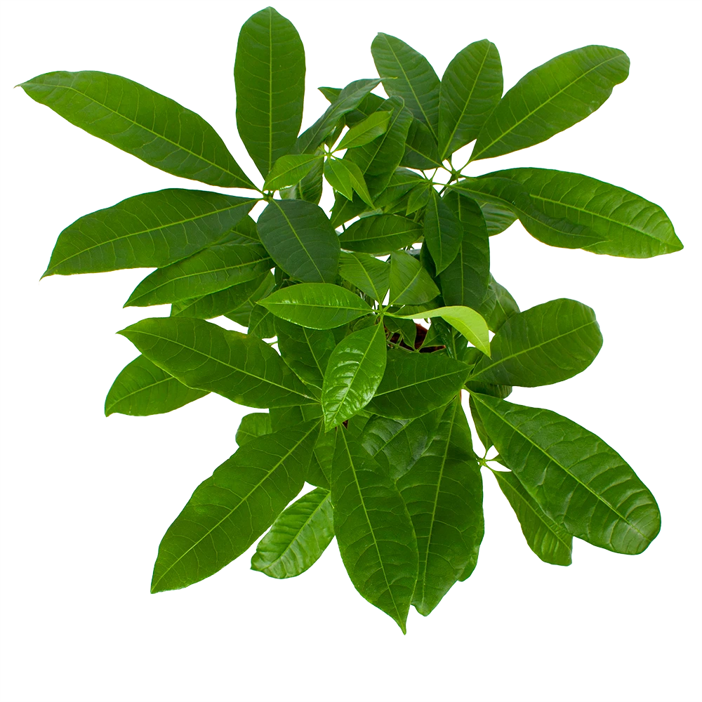 Pachira Aquatica - Geldboom - P17 H60 - Kamerplant 3 Pachira Aquatica - Geldboom - P17 H60 - Kamerplant - Afbeelding 3