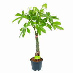 Pachira Aquatica - Geldboom - P23 H110 - Kamerplant