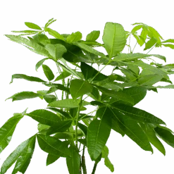 Pachira Aquatica - Geldboom - P27 H150 - Kamerplant -Gardena Winkel pachira aquatica geldboom p27 h150 6