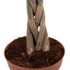 Pachira Aquatica - Geldboom - P30 H150 - Kamerplant -Gardena Winkel pachira aquatica geldboom p30 h150 6 1