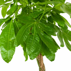 Pachira Aquatica - Geldboom - P35 H190 - Kamerplant -Gardena Winkel pachira aquatica geldboom p35 h190 6