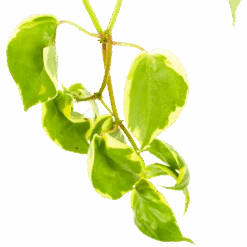 Peperomia Scandens Variegata - In Hangpot - P17 H30 - Kamerplant -Gardena Winkel peperomia scandens variegata in hangpot p17 h30 6