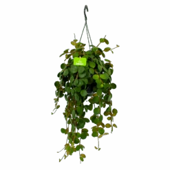 Peperomia Tetraphylla - In Hangpot - P15 H25 - Kamerplant