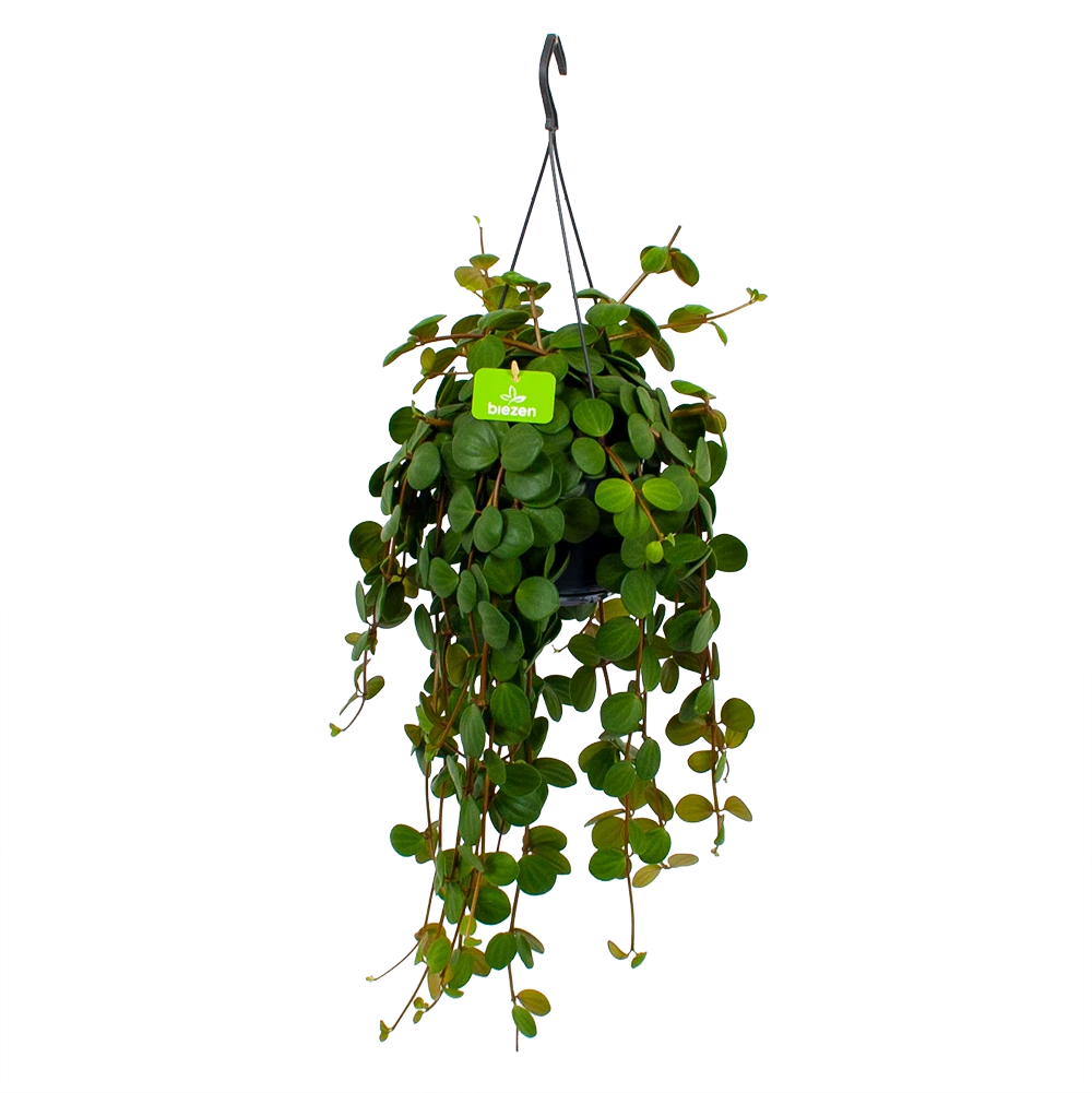 Peperomia Tetraphylla - In Hangpot - P15 H25 - Kamerplant 1 Peperomia Tetraphylla - In Hangpot - P15 H25 - Kamerplant