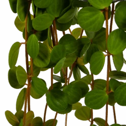 Peperomia Tetraphylla - In Hangpot - P15 H25 - Kamerplant 6 Peperomia Tetraphylla - In Hangpot - P15 H25 - Kamerplant -Gardena Winkel peperomia tetraphylla in hangpot p15 h25 6