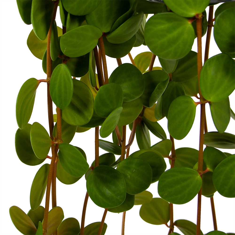 Peperomia Tetraphylla - In Hangpot - P15 H25 - Kamerplant 3 Peperomia Tetraphylla - In Hangpot - P15 H25 - Kamerplant - Afbeelding 3