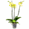 3 Taks Phalaenopsis Limelight - Vlinderorchidee - P12 H60 - Kamerplant