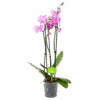 3 Taks Phalaenopsis Bloomington - Vlinderorchidee - P12 H60 - Kamerplant