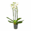 3 Taks Phalaenopsis Lighthouse - Vlinderorchidee - P12 H60 - Kamerplant