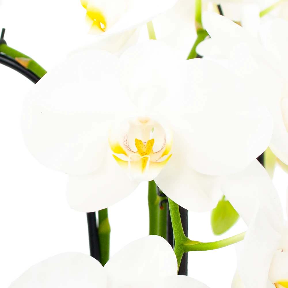 Phalaenopsis - Vlinderorchidee - 3 Taks - Waterfall - P12 H60 Wit - Kamerplant 2 Phalaenopsis - Vlinderorchidee - 3 Taks - Waterfall - P12 H60 Wit - Kamerplant - Afbeelding 2