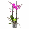 4 Taks Phalaenopsis Evolution - Vlinderorchidee - P12 H60 - Kamerplant