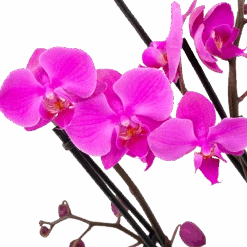 Gardena Winkel -Gardena Winkel phalaenopsis vlinderorchidee 4 taks p12 h60 donker roze 5