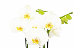Gardena Winkel -Gardena Winkel phalaenopsis vlinderorchidee 4 taks p12cm h60cm wit 5