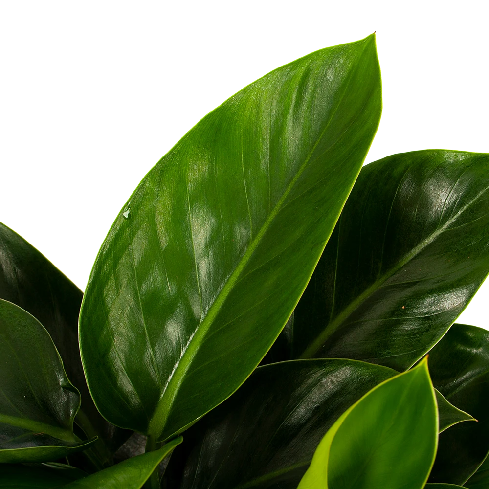 Philodendron Congo Apple - P19 H60 - Kamerplant 2 Philodendron Congo Apple - P19 H60 - Kamerplant - Afbeelding 2