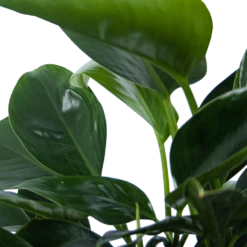 Philodendron Green Princess - P21 H70 - Kamerplant -Gardena Winkel philodendron green princess p21 h70 6