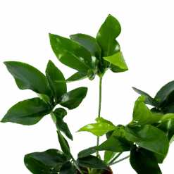 Gardena Winkel -Gardena Winkel philodendron green wonder p19 h75 2 2