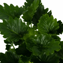 Philodendron Grizzly - P21 H55 - Kamerplant 6 Philodendron Grizzly - P21 H55 - Kamerplant -Gardena Winkel philodendron grizzly p21 h55 6