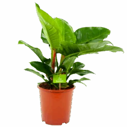 Philodendron Imperial Green - P19 H60 - Kamerplant