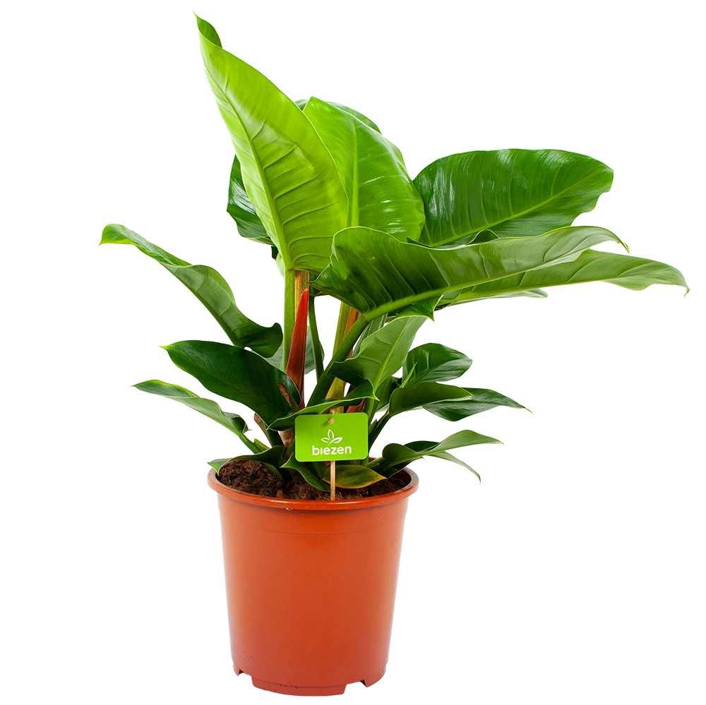 Philodendron Imperial Green - P19 H60 - Kamerplant 1 Philodendron Imperial Green - P19 H60 - Kamerplant
