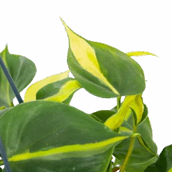 Philodendron Scandens Brasil - In Hangpot - P14 H35 - Kamerplant 6 Philodendron Scandens Brasil - In Hangpot - P14 H35 - Kamerplant -Gardena Winkel philodendron scandens brasil in hangpot p14 h35 6 1