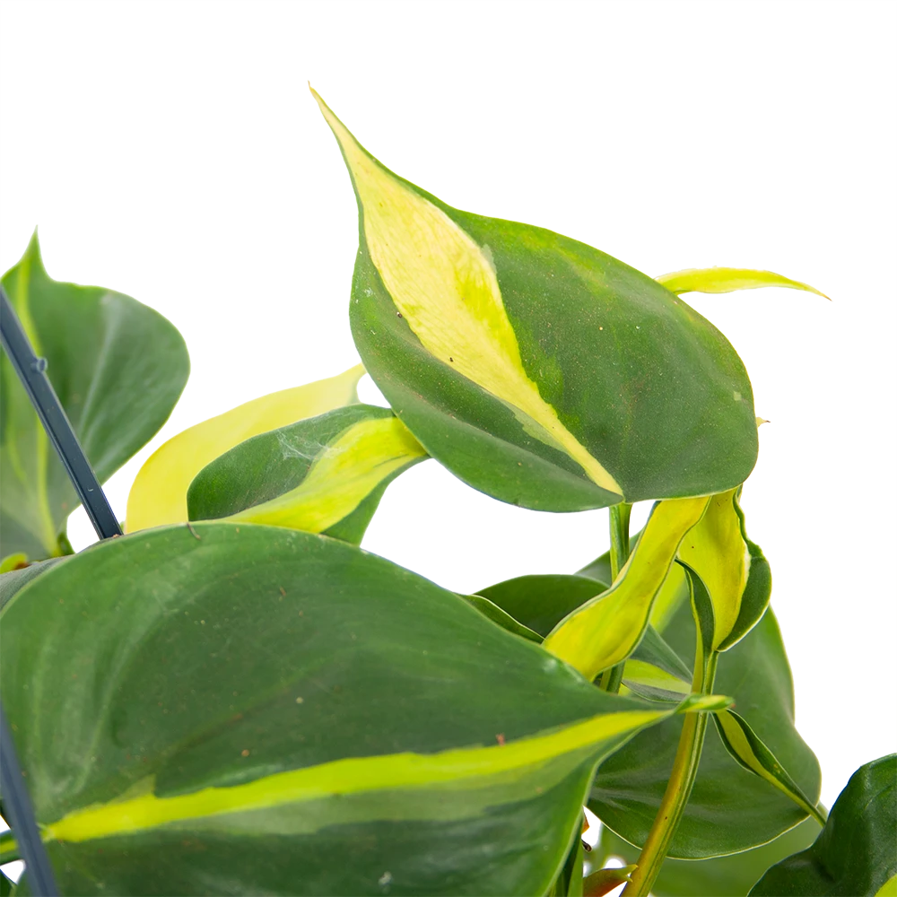Philodendron Scandens Brasil - In Hangpot - P14 H35 - Kamerplant 3 Philodendron Scandens Brasil - In Hangpot - P14 H35 - Kamerplant - Afbeelding 3