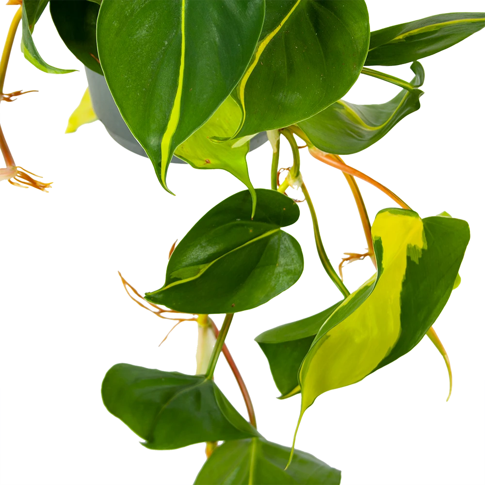 Philodendron Scandens Brasil - In Hangpot - P17 H35 - Kamerplant 2 Philodendron Scandens Brasil - In Hangpot - P17 H35 - Kamerplant - Afbeelding 2