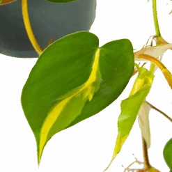 Philodendron Scandens Brasil - In Hangpot - P17 H35 - Kamerplant 6 Philodendron Scandens Brasil - In Hangpot - P17 H35 - Kamerplant -Gardena Winkel philodendron scandens brasil in hangpot p17 h35 6