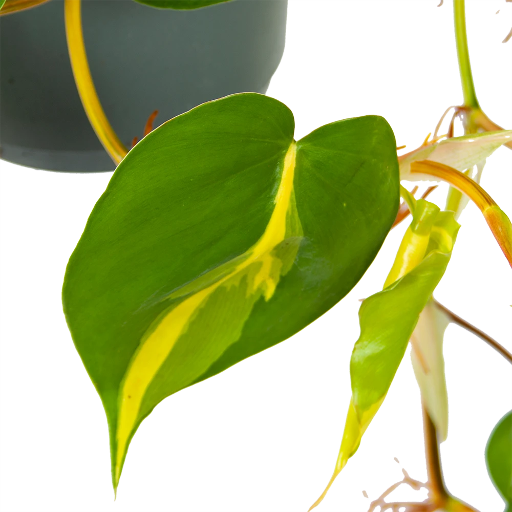 Philodendron Scandens Brasil - In Hangpot - P17 H35 - Kamerplant 3 Philodendron Scandens Brasil - In Hangpot - P17 H35 - Kamerplant - Afbeelding 3