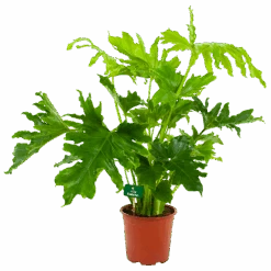 Philodendron Selloum Little Hope - P19 H75 - Kamerplant