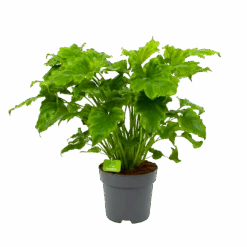 Philodendron Bipinnatifidum Little Hope - P21 H75 - Kamerplant