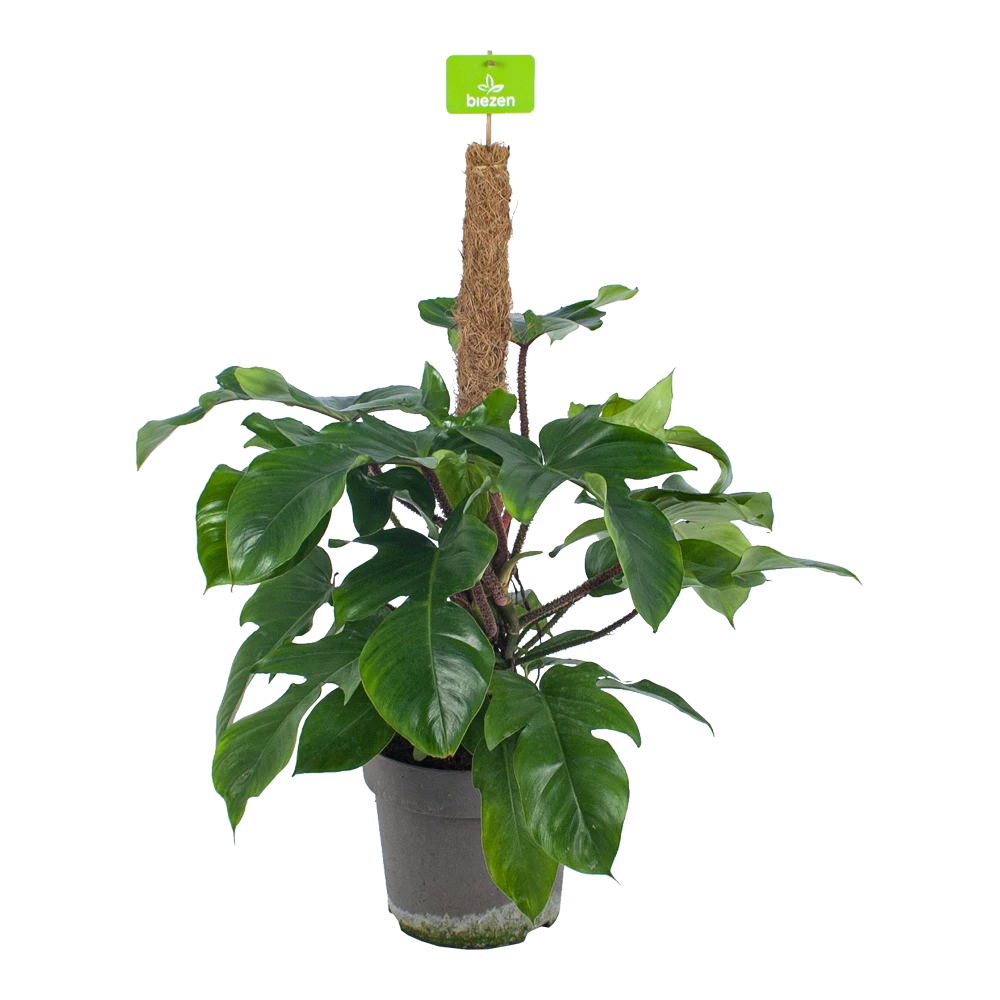 Philodendron Squamiferum Piramide Op Mosstok - P24 H70 - Kamerplant 1 Philodendron Squamiferum Piramide Op Mosstok - P24 H70 - Kamerplant