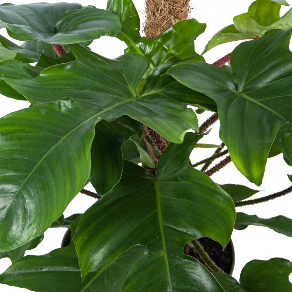 Philodendron Squamiferum Piramide Op Mosstok - P24 H70 - Kamerplant 2 Philodendron Squamiferum Piramide Op Mosstok - P24 H70 - Kamerplant - Afbeelding 2
