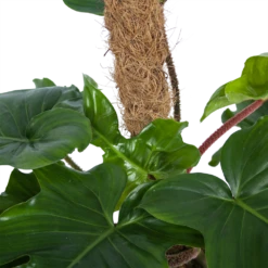 Philodendron Squamiferum Piramide Op Mosstok - P24 H70 - Kamerplant 6 Philodendron Squamiferum Piramide Op Mosstok - P24 H70 - Kamerplant -Gardena Winkel philodendron squamiferum piramide op mosstok p24 h70 6