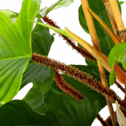 Philodendron Squamiferum Piramide - P19 H75 - Kamerplant 6 Philodendron Squamiferum Piramide - P19 H75 - Kamerplant -Gardena Winkel philodendron squamiferum piramide p19 h75 6 1