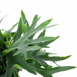 Platycerium Bifurcatum - Hertshoornvaren - In Hangpot - P21 H60 - Kamerplant -Gardena Winkel platycerium bifurcatum hertshoornvaren in hangpot p21 h60 6