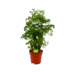 Polyscias Hawaiiana Ming - Aralia - P19 H65 - Kamerplant