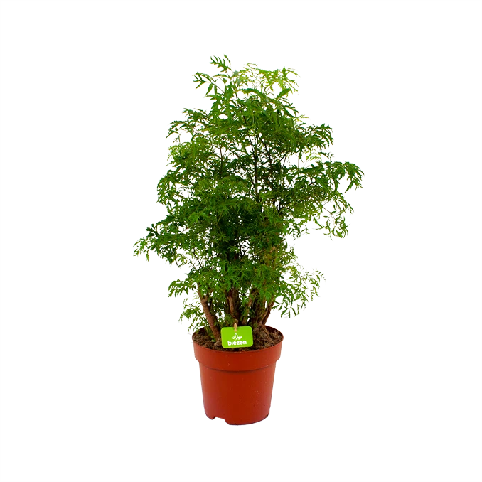 Polyscias Hawaiiana Ming - Aralia - P19 H65 - Kamerplant 1 Polyscias Hawaiiana Ming - Aralia - P19 H65 - Kamerplant