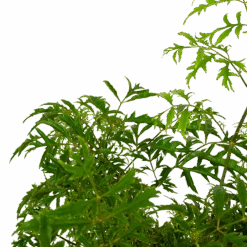 Gardena Winkel -Gardena Winkel polyscias hawaiiana ming aralia p19 h65 5