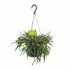 Rhipsalis Baccifera - In Hangpot - P17 H40 - Kamerplant