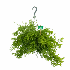 Rhipsalis Ewaldiana - In Hangpot - P17 H40 - Kamerplant