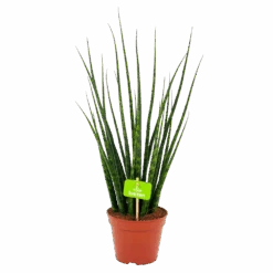 Sansevieria Fernwoord Mikado - Vrouwentong - P14 H55 - Kamerplant